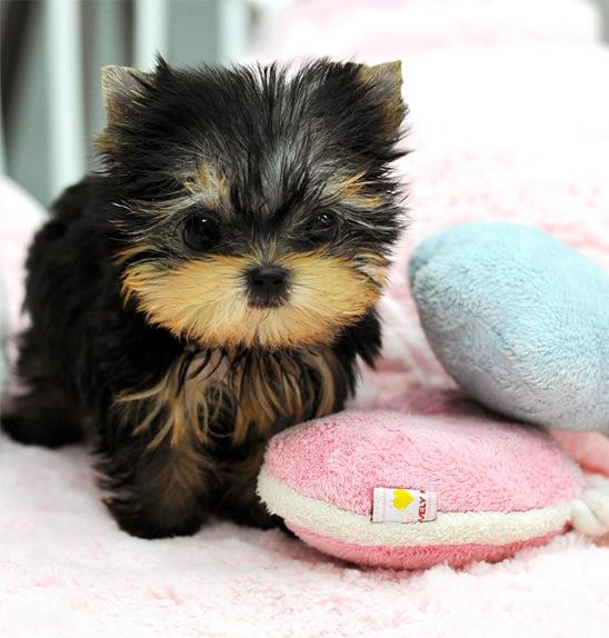 Pictures for Royal Teacup Puppies in Houston, TX 77049